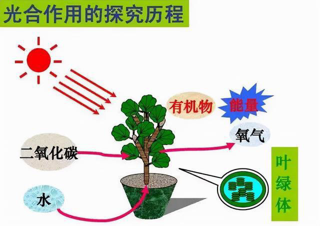 中国科学家人工合成淀粉能得诺奖吗?